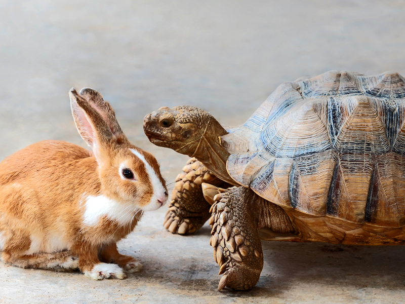 Portrait of The tortoise, the hare, and the hybrid: effects of prior employment on the development of an entrepreneurial ecosystem